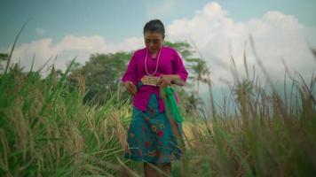 uma linda mulher balinesa colocou o cinto dourado em seu corpo com um vestido rosa antes de dançar no campo de arroz video