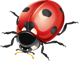 Ladybug With Water Droplets PNG Images & PSDs for Download