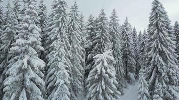 vue aérienne par drone de beaux paysages d'hiver avec des pins recouverts de neige. chute de neige. plan cinématographique. voyage d'hiver. fond et textures. video