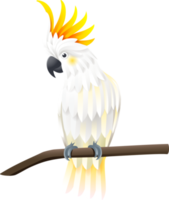 Weiß Kakadu Symbol Farbe png