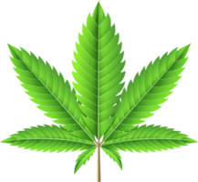 illustrazione della foglia di marijuana png