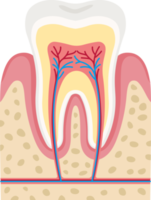 Tooth anatomy symbol color png