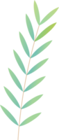 feuille verte naturelle png