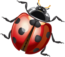 Ladybug or Ladybird png