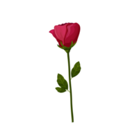 rose with leaves on transparent background in cartoon style png