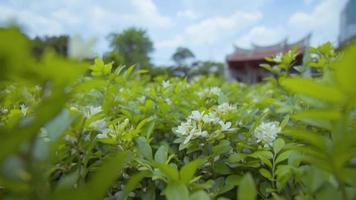 un verde chino hoja floreciente dentro el templo video