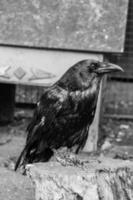 Beautiful black crows sit on a stump photo