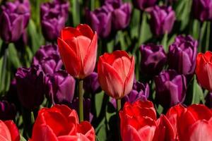 Spring field of colorful tulips photo