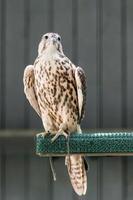 Beautiful falcon close up photo