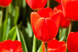 Spring field of colorful tulips photo