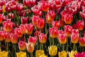 Spring field of colorful tulips photo