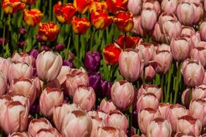Spring field of colorful tulips photo