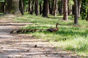 duck with ducklings move to the pond photo