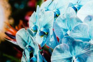 hermosa orquídea azul foto