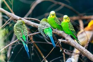 Green parrots sit on a branch photo