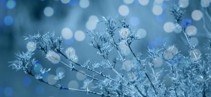 tree branch with leaves, blue tinted. Beautiful background banner photo