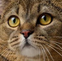 retrato de un gato recto escocés gris adulto sobre un fondo negro foto