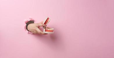 female hand holds a plastic human jaw with white even teeth on a pink background. Part of the body sticking out of a torn hole in the paper, banner. Place for inscription photo