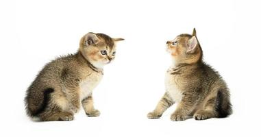 small short-haired Scottish Straight kitten sits on a white background. Animal in different poses, photo