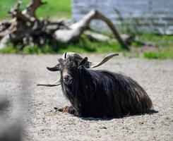 an adult black domestic goat with large horns lies on the ground on a spring day photo