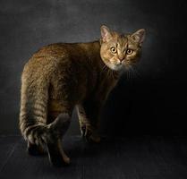 retrato de un gris escocés Derecho gato en un negro antecedentes foto