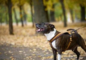 americano pozo toro terrier perro en un Correa soportes en el otoño parque y mira a el lado. el boca es abierto, bueno perro foto