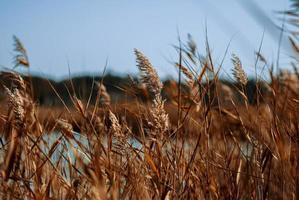 dry stalks of reeds at the pond sway in the wind on an autumn day, Ukraine photo