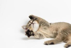 little kitten scottish chinchilla lies on a white background, cute animal plays and the cat is lying on its back photo