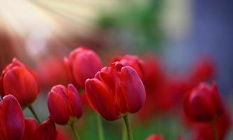 blooming red tulips in the garden on a spring sunny day photo
