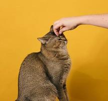 adulto gris gato, de pelo corto escocés de orejas rectas, se sienta en un amarillo antecedentes. mujer mano acariciando el cabeza de un animal foto