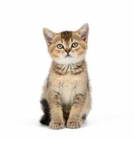 Kitten golden ticked Scottish chinchilla straight sits on a white background photo