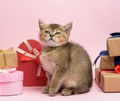 kitten Scottish golden chinchilla straight breed sits on a pink background and boxes with gifts photo