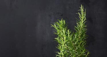 sprig of rosemary with green leaves on black background, aromatic spice for meat and soups photo