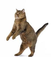 adulto gris gato escocés Derecho soportes en sus posterior piernas y mira arriba. juguetón linda animal foto