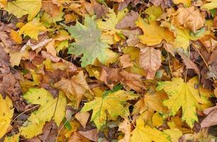 yellow dry maple leaves on the ground, top view photo