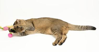 young gray cat scottish chinchilla straight-eared lies on a white background and plays with a ball, funny and cute animal photo