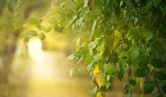 branch of an elm tree with green leaves in the rays of the setting sun. Banner photo