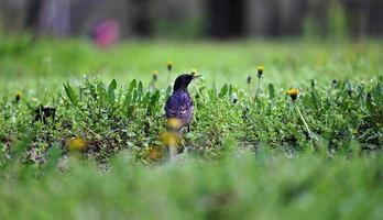 starling sits on the ground among green grass in the park on a spring day photo