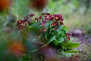 bush with large green leaves and red flowers Primula acaulis in the garden on a spring afternoon photo