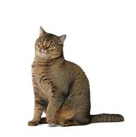 adulto gris gato escocés Derecho se sienta en un blanco aislado antecedentes. linda juguetón animal foto