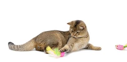 young gray cat scottish chinchilla straight-eared lies on a white background and plays with a ball photo