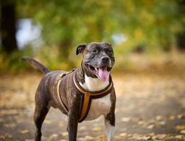 perro americano pozo toro terrier soportes en el otoño parque y mira a el cámara. lengua pega fuera de el boca, bueno perro foto