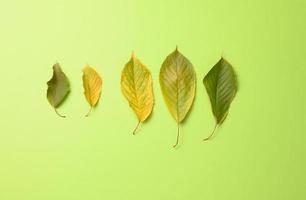 green and yellow cherry leaves on a green background, top view photo