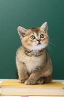 little Scottish Straight kitten sits on a green background photo