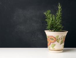 growing rosemary bush in ceramic pot on white table, black background photo