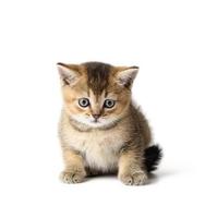 Kitten Scottish chinchilla straight sits on a white background photo