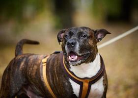 pit bull terrier americano marrón adulto se encuentra en un parque de otoño y mira hacia un lado. la boca está abierta y la lengua fuera, buen perro foto