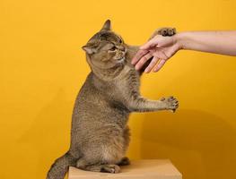 adult gray cat, short-haired Scottish straight-eared, sits on a yellow background. Woman's hand trying to pet an animal photo