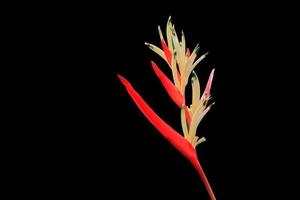 pájaro de paraíso hermosa rojo flor Strelitzia reginae aislado en negro antecedentes y recorte camino foto