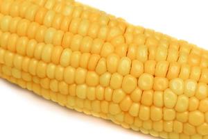 corn boiled closeup on a plate on white background photo